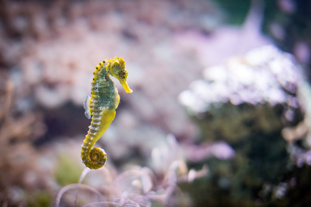Seahorse
